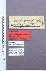 Etiketten zu Elathous impressifrons (NHMW-ZOO-COL-0011432)